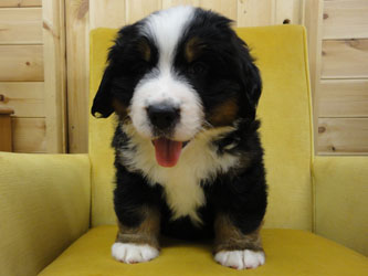 The Russian Boys Litter - 6th Week - Day Forty One Pictures
