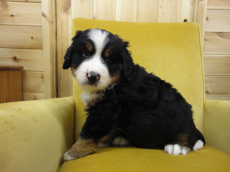 The Russian Boys Litter - 6th Week - Day Forty One Pictures