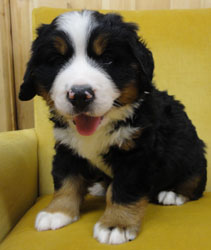 The Russian Boys Litter - 6th Week - Day Forty One Pictures