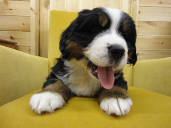 The Russian Boys Litter - 6th Week - Day Forty One Pictures
