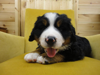 The Russian Boys Litter - 6th Week - Day Forty One Pictures