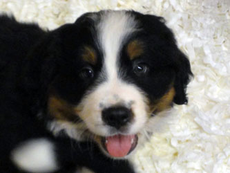 The Russian Boys Litter - 7th Week - Day Forty Seven Pictures