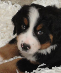 The Russian Boys Litter - 7th Week - Day Forty Seven Pictures