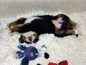 The Russian Boys Litter - 7th Week - Day Forty Seven Pictures