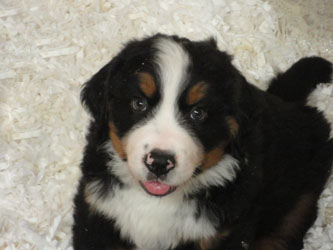 The Russian Boys Litter - 7th Week - Day Forty Seven Pictures