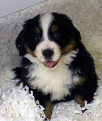 The Russian Boys Litter - 7th Week - Day Forty Seven Pictures