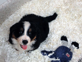 The Russian Boys Litter - 7th Week - Day Forty Seven Pictures