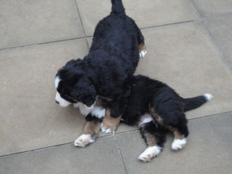 The Russian Boys Litter - 7th Week - Day Forty Six Pictures