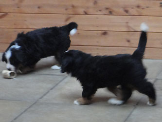 The Russian Boys Litter - 7th Week - Day Forty Six Pictures