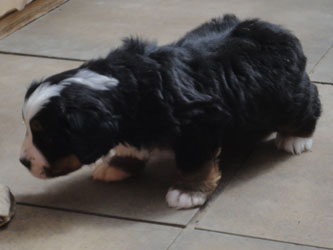 The Russian Boys Litter - 7th Week - Day Forty Three Pictures