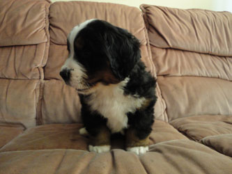 The Russian Boys Litter - 7th Week - Day Forty Two Pictures