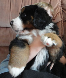 The Russian Boys Litter - 7th Week - Day Forty Two Pictures