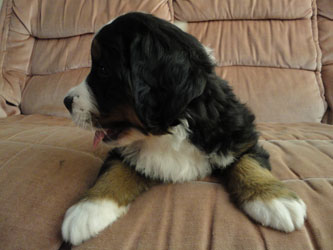 The Russian Boys Litter - 7th Week - Day Forty Two Pictures