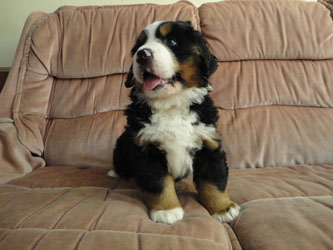 The Russian Boys Litter - 7th Week - Day Forty Two Pictures