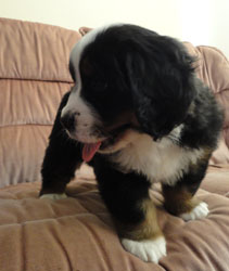 The Russian Boys Litter - 7th Week - Day Forty Two Pictures