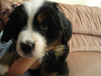 The Russian Boys Litter - 7th Week - Day Forty Two Pictures