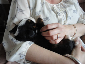 The Russian Boys Litter - 1 Week Old - Day Fourteen Pictures
