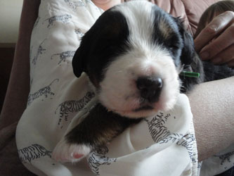 The Russian Boys Litter - 1 Week Old - Day Fourteen Pictures