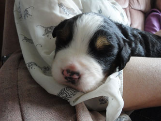 The Russian Boys Litter - 1 Week Old - Day Fourteen Pictures