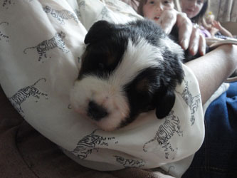 The Russian Boys Litter - 1 Week Old - Day Fourteen Pictures