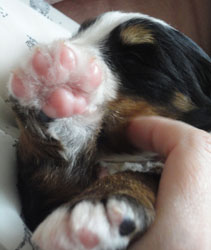 The Russian Boys Litter - 1 Week Old - Day Fourteen Pictures