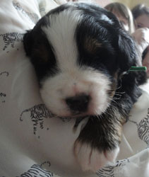 The Russian Boys Litter - 1 Week Old - Day Fourteen Pictures