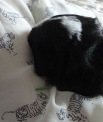 The Russian Boys Litter - 1 Week Old - Day Fourteen Pictures