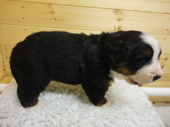 The Russian Boys Litter - 1 Week Old - Day Nineteen Pictures