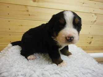 The Russian Boys Litter - 1 Week Old - Day Nineteen Pictures
