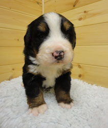 The Russian Boys Litter - 1 Week Old - Day Nineteen Pictures