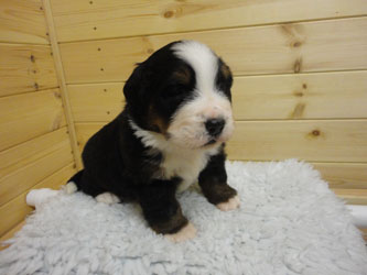 The Russian Boys Litter - 1 Week Old - Day Nineteen Pictures