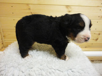 The Russian Boys Litter - 1 Week Old - Day Nineteen Pictures