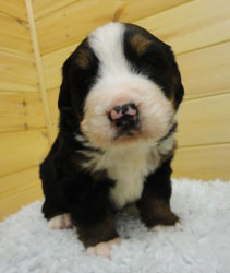 The Russian Boys Litter - 1 Week Old - Day Nineteen Pictures