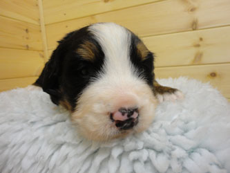 The Russian Boys Litter - 1 Week Old - Day Nineteen Pictures