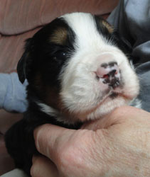 The Russian Boys Litter - 1 Week Old - Day Seventeen Pictures