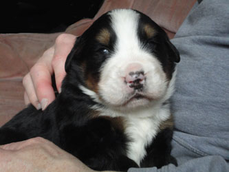 The Russian Boys Litter - 1 Week Old - Day Seventeen Pictures