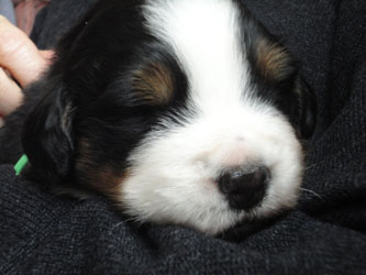 The Russian Boys Litter - 1 Week Old - Day Seventeen Pictures