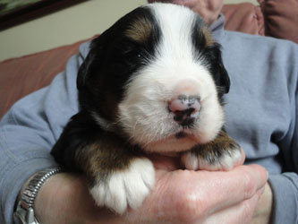 The Russian Boys Litter - 1 Week Old - Day Seventeen Pictures