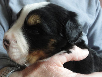 The Russian Boys Litter - 1 Week Old - Day Seventeen Pictures