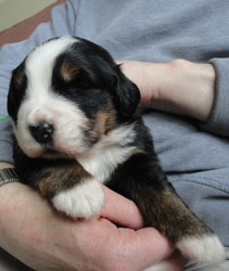 The Russian Boys Litter - 1 Week Old - Day Seventeen Pictures