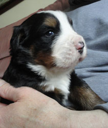 The Russian Boys Litter - 1 Week Old - Day Seventeen Pictures