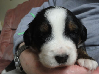 The Russian Boys Litter - 1 Week Old - Day Seventeen Pictures