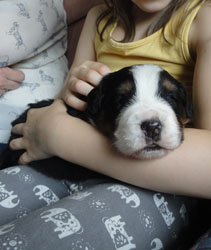 The Russian Boys Litter - 1 Week Old - Day Sixteen Pictures