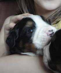 The Russian Boys Litter - 1 Week Old - Day Sixteen Pictures