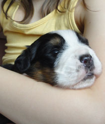 The Russian Boys Litter - 1 Week Old - Day Sixteen Pictures