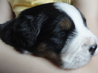 The Russian Boys Litter - 1 Week Old - Day Sixteen Pictures
