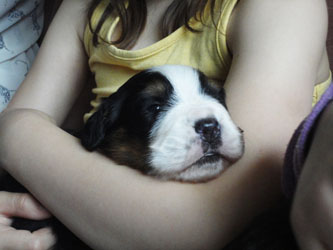 The Russian Boys Litter - 1 Week Old - Day Sixteen Pictures