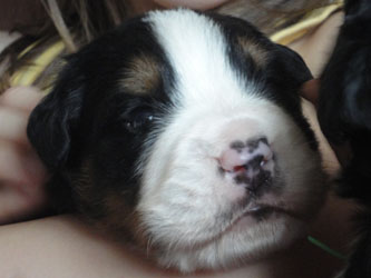 The Russian Boys Litter - 1 Week Old - Day Sixteen Pictures