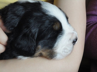 The Russian Boys Litter - 1 Week Old - Day Sixteen Pictures