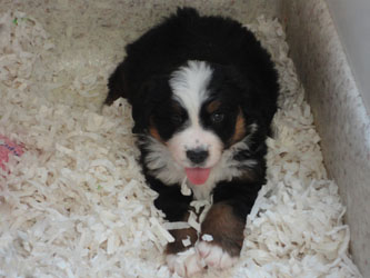 The Russian Boys Litter - 6th Week - Day Thirty Eight Pictures